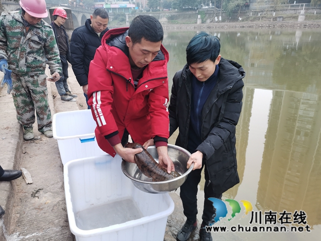 瀘縣首家娃娃魚養(yǎng)殖專業(yè)戶楊建章：養(yǎng)娃娃魚，有比賺錢更美好的事！(圖6)