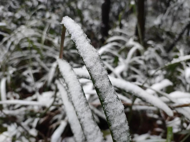 來方山，“雪”拼！(圖8)