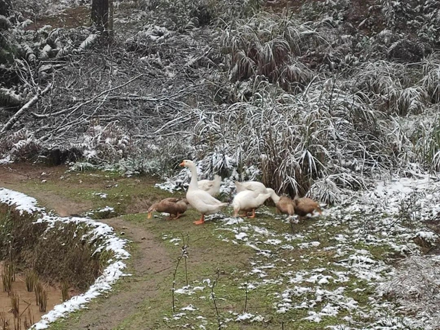 來方山，“雪”拼！(圖14)