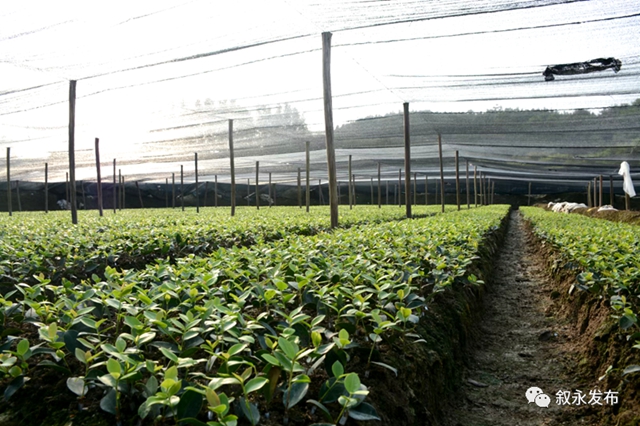 四川最大丨敘永縣精煉油茶加工基地建成投用(圖5)