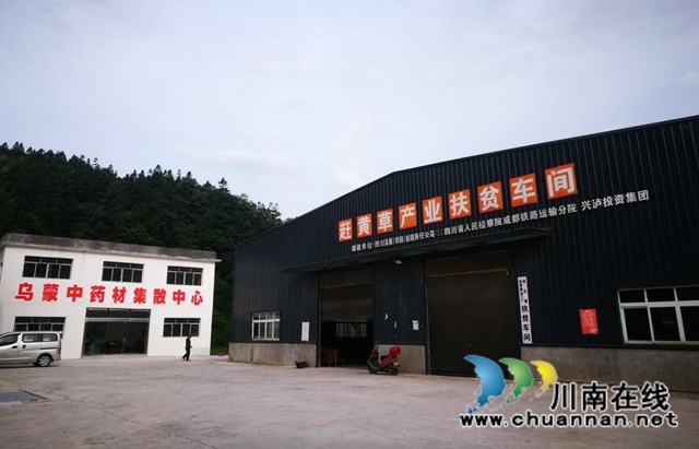 簽約啦！古藺苗家“神仙草”等中藥產(chǎn)業(yè)發(fā)展步入快車道(圖2)