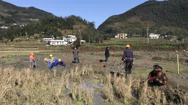 影響祖墳風(fēng)水？敘永大姐蹲田坎、搶設(shè)備阻擋施工！