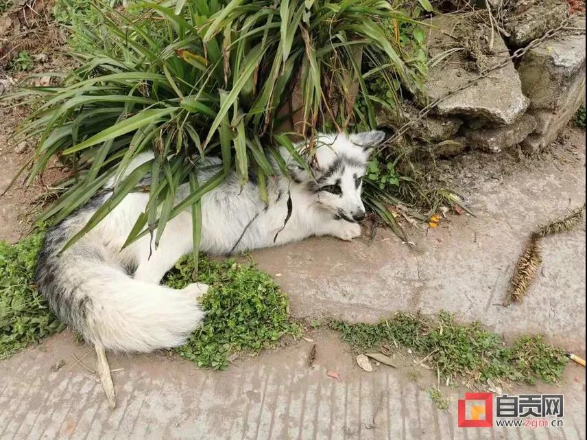 狐貍來拜年？這位自貢市民的做法必須點贊