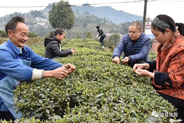 早春禮物｜春茶獨芽飚至每斤110元，榮縣茶農(nóng)喜滋滋