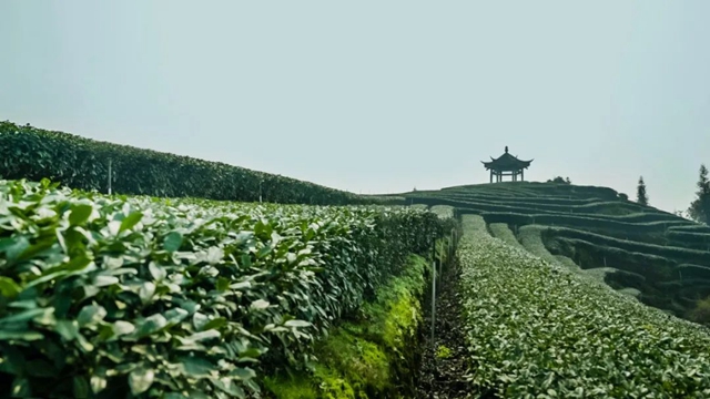 二月茶俠帶你打Call｜2021我與全球同緯首采新茶零距離活動(dòng)(圖5)