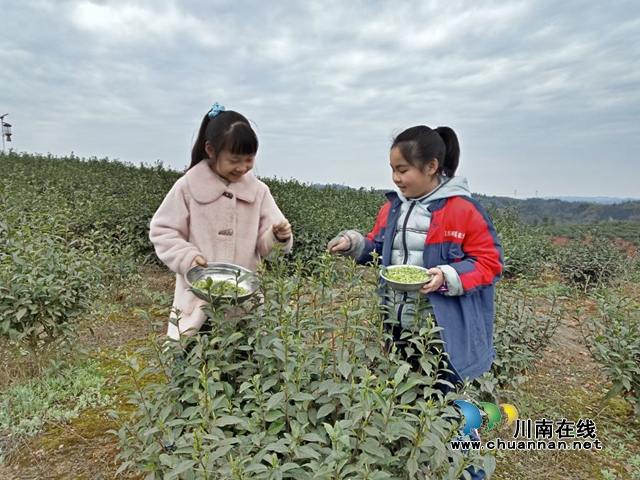 山美水美茶更美！走進(jìn)春天的納溪桃花島(圖1)