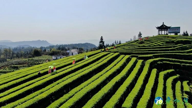 四川第八屆茶葉開采周活動(dòng)線上舉行