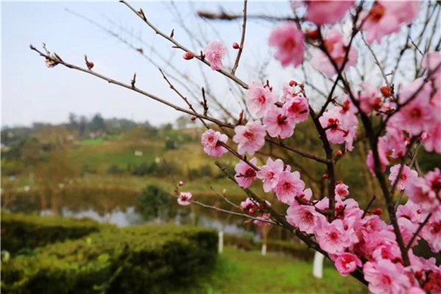 瀘州這些賞花地，可以約會春天(圖8)