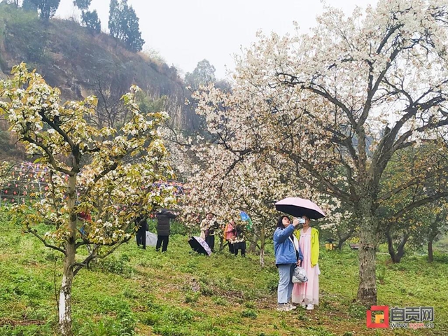 自貢三多古寨花都開了！就等你(圖2)