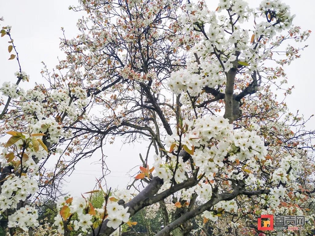 自貢三多古寨花都開了！就等你(圖3)