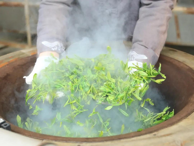 哇！隆昌一深山里，藏著3000畝“金葉子”(圖8)