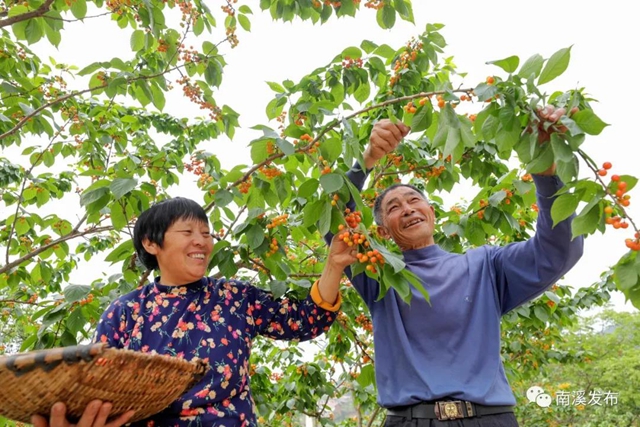 紅了！熟了！宜賓周邊櫻桃采摘攻略來啦！現(xiàn)在去正好！(圖13)