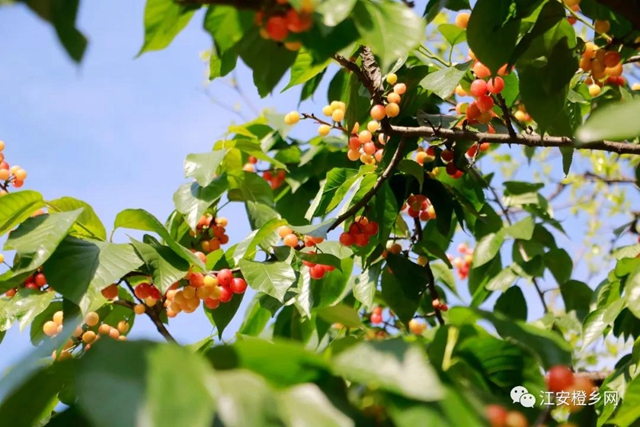 紅了！熟了！宜賓周邊櫻桃采摘攻略來啦！現(xiàn)在去正好！(圖16)