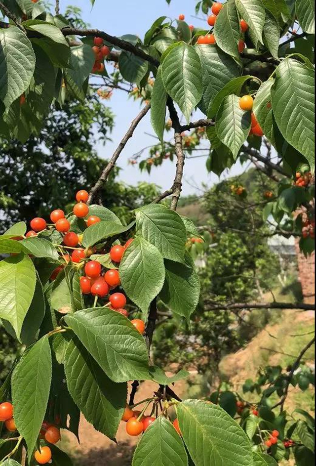 紅了！熟了！宜賓周邊櫻桃采摘攻略來啦！現(xiàn)在去正好！(圖19)