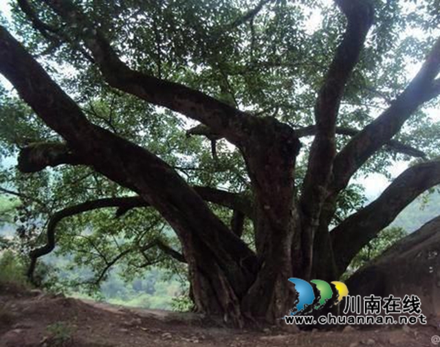 陳大剛：故鄉(xiāng)那棵黃桷樹(shù)（小說(shuō)）