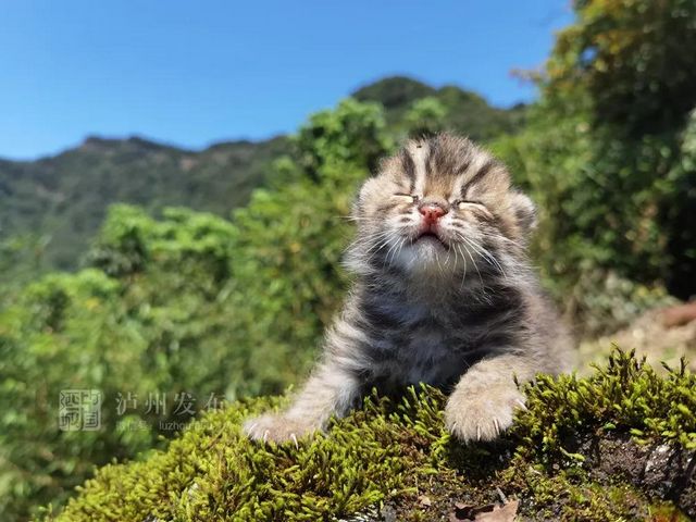古藺黃荊老林發(fā)現(xiàn)的這只“貓”太萌了，還是國家二級保護動物(圖7)