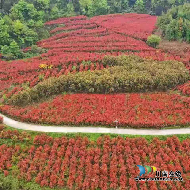 古藺：多措并舉興產(chǎn)業(yè)，省僑聯(lián)傾力幫扶顯成效(圖1)