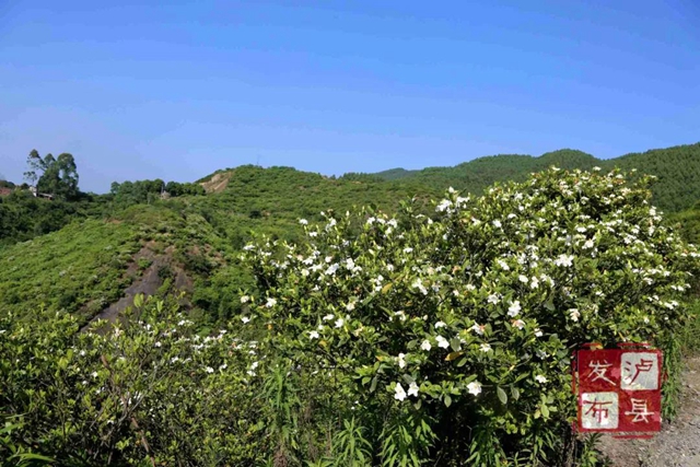 瀘州又上央視啦！千畝梔子花盛放，展現(xiàn)鄉(xiāng)村大美風(fēng)光(圖9)