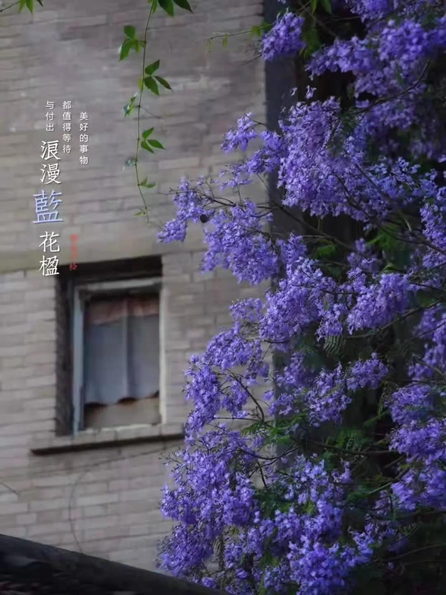 別“藍(lán)”我，就要這樣“紫”！(圖14)
