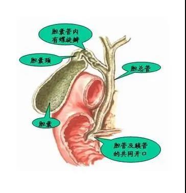【警惕】小伙聚餐后，腹部突然劇痛！竟是……(圖4)