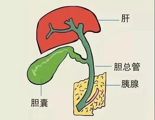 【警惕】小伙聚餐后，腹部突然劇痛！竟是……(圖7)