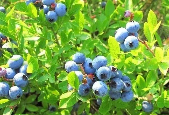 高甜預(yù)警！瀘州近郊最新采摘攻略上線(圖1)