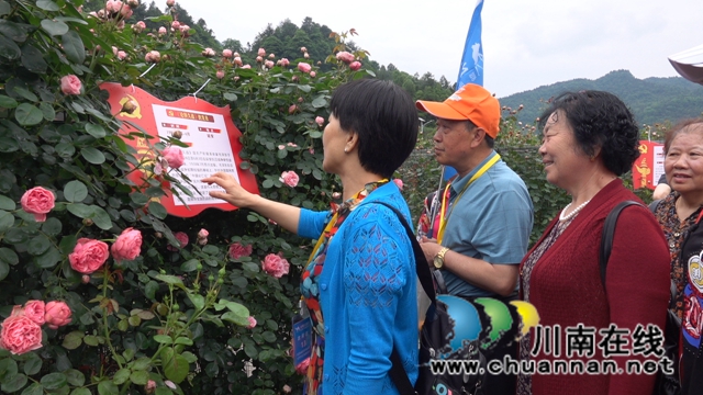 古藺：花海迷宮引客來，苗鄉(xiāng)賞花上學(xué)黨史(圖2)