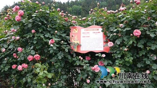 古藺：花海迷宮引客來，苗鄉(xiāng)賞花上學(xué)黨史(圖7)