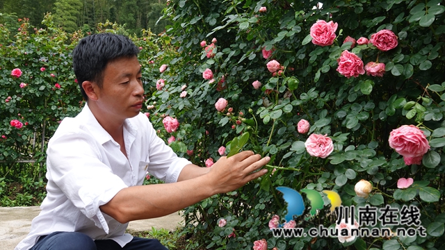 古藺：花海迷宮引客來，苗鄉(xiāng)賞花上學(xué)黨史(圖8)