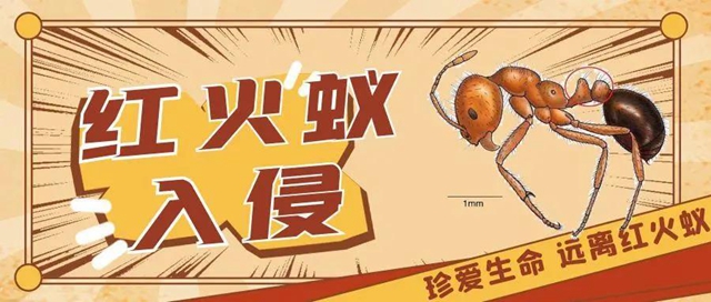 【緊急提醒】紅火蟻已到達(dá)瀘州這5個(gè)地方！有你嗎？