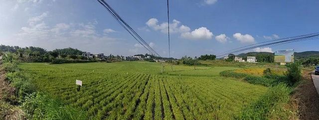 “雜交水稻之父”走了，生前關(guān)注富順再生稻發(fā)展(圖2)