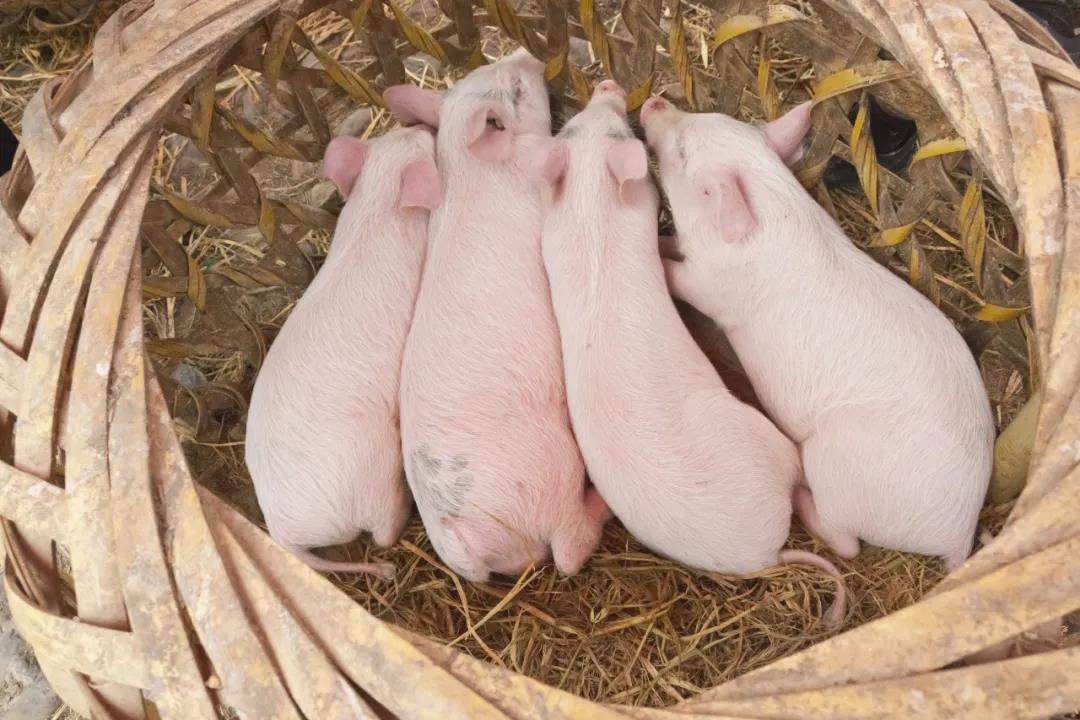 產(chǎn)能恢復(fù)超預(yù)期，生豬養(yǎng)殖盈利遇雙向擠壓(圖4)