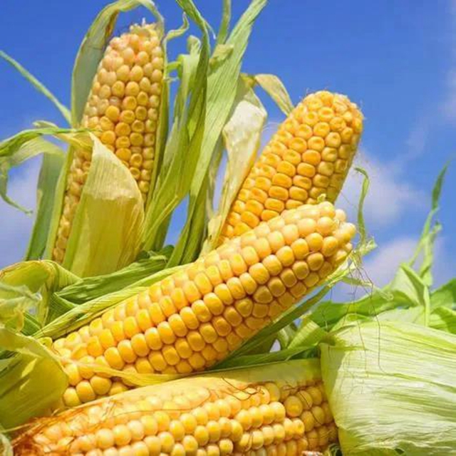 【實(shí)用】煮玉米只加水是外行！多放2種料，又甜又糯！