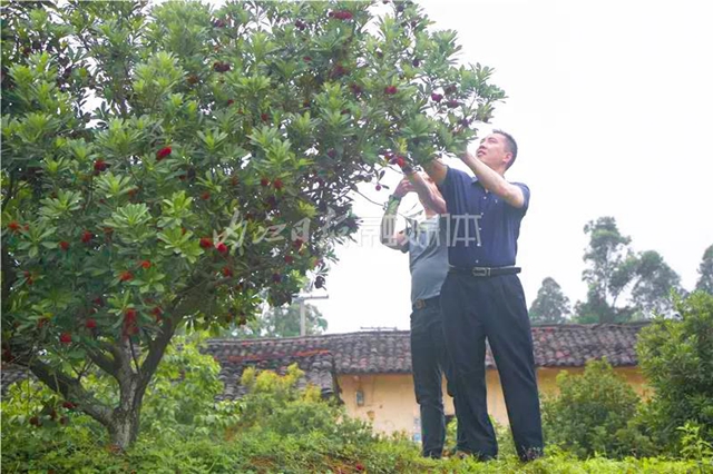 酸酸甜甜就是這個(gè)味兒！內(nèi)江楊梅熟了，“搞快”摘！(圖2)