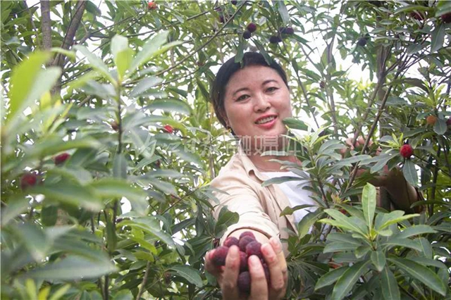 酸酸甜甜就是這個(gè)味兒！內(nèi)江楊梅熟了，“搞快”摘！(圖3)