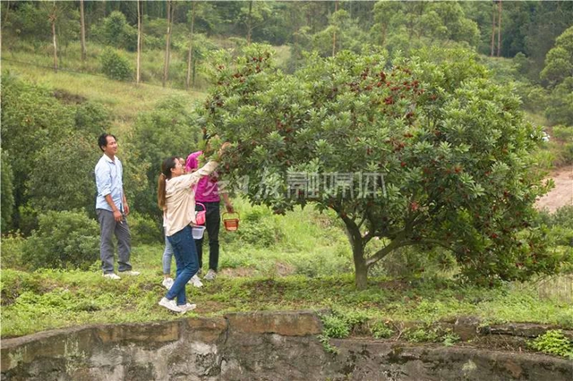 酸酸甜甜就是這個(gè)味兒！內(nèi)江楊梅熟了，“搞快”摘！(圖4)