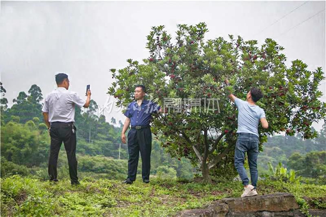 酸酸甜甜就是這個(gè)味兒！內(nèi)江楊梅熟了，“搞快”摘！(圖9)