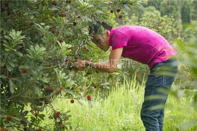 酸酸甜甜就是這個(gè)味兒！內(nèi)江楊梅熟了，“搞快”摘！(圖10)