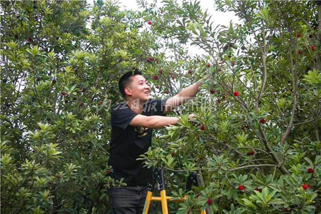 酸酸甜甜就是這個(gè)味兒！內(nèi)江楊梅熟了，“搞快”摘！(圖15)