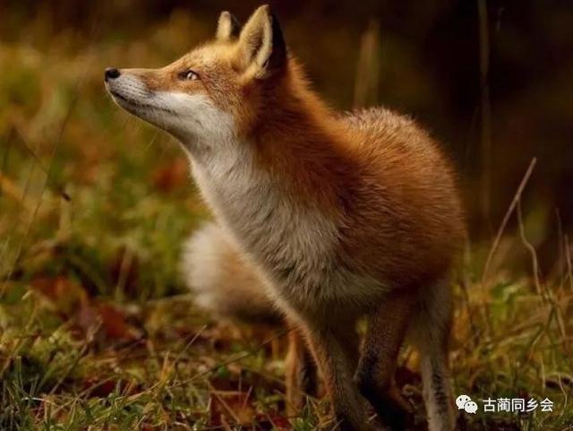 代元興：古藺野生獸類動(dòng)物珍聞(圖7)