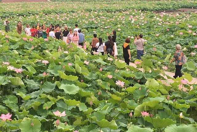 瀘州這些地方的荷花太美了！(圖6)