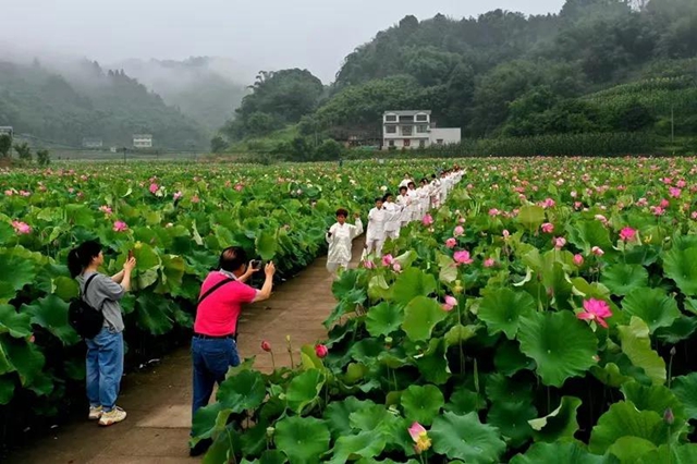 瀘州這些地方的荷花太美了！(圖9)