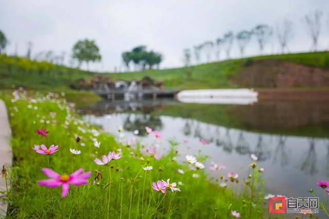 占地超50萬(wàn)平方米！自貢新添一座“高顏值”濕地公園(圖8)