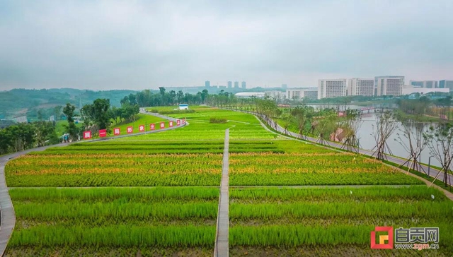 占地超50萬(wàn)平方米！自貢新添一座“高顏值”濕地公園(圖10)