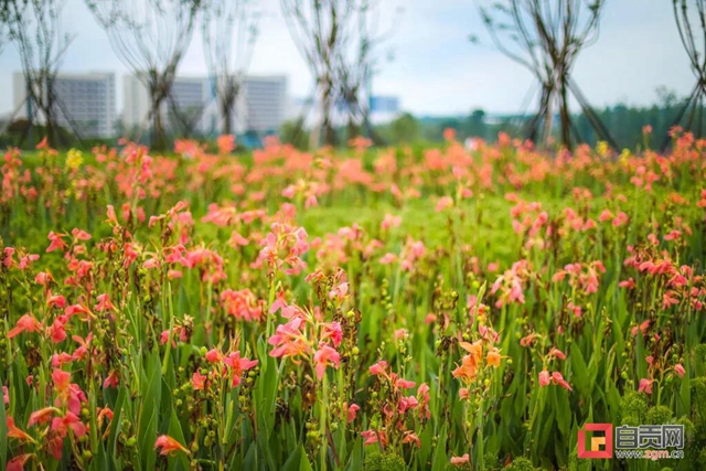 占地超50萬(wàn)平方米！自貢新添一座“高顏值”濕地公園(圖12)