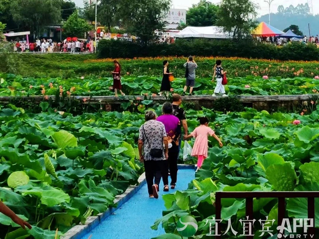 太美了！宜賓永興荷花開啦！約起！(圖9)