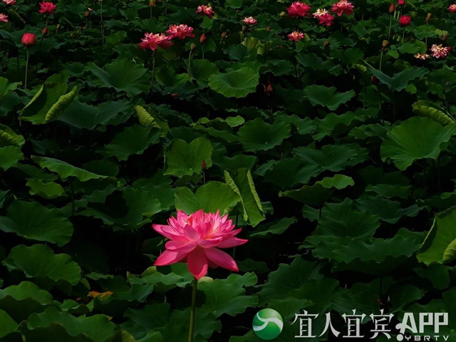 太美了！宜賓永興荷花開啦！約起！(圖4)