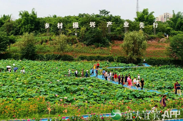 太美了！宜賓永興荷花開啦！約起！(圖5)