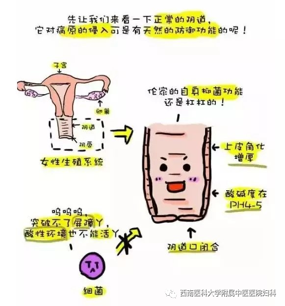 【關(guān)注】女性私處千萬(wàn)別過(guò)度清潔，可能會(huì)……(圖2)