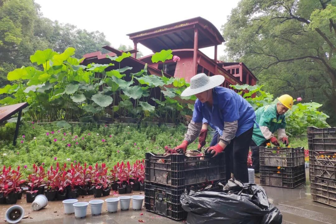 紅船亮相、鮮花裝飾……瀘州忠山公園、百子圖、大梯步“七一”氛圍濃(圖6)